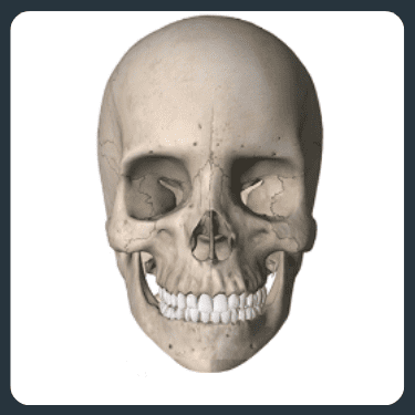 Diagram showing the skeletal structure before Three Point Facial Contouring surgery.